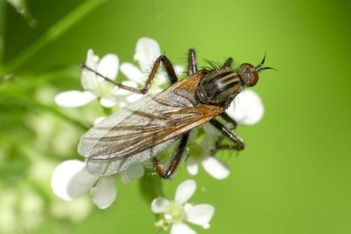 Empis tessellata